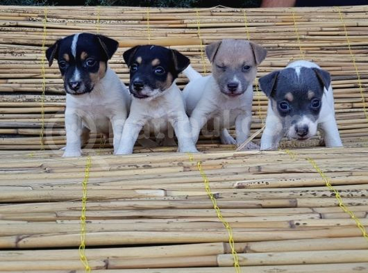Jack Russel Yavru görsel