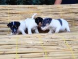 Jack Russel Yavru