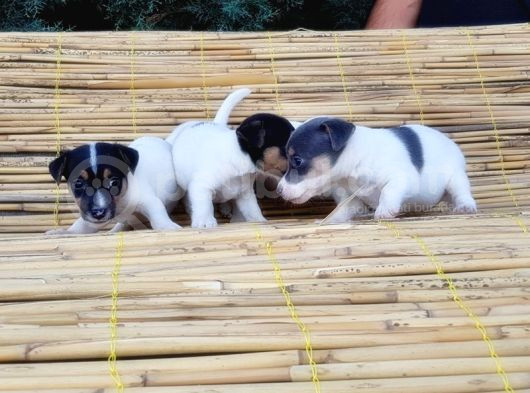 Jack Russel Yavru görsel