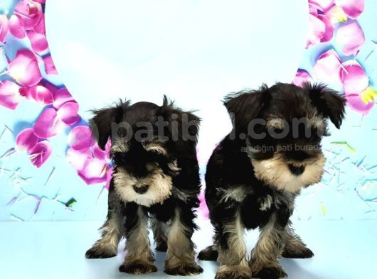 Schnauzer Yavru görsel