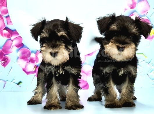 Schnauzer Yavru görsel