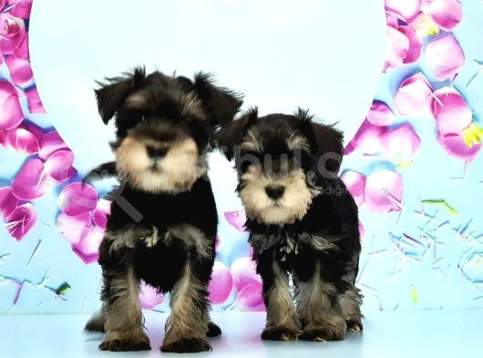 Schnauzer Yavru görsel
