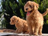 toy Poodle Yavru