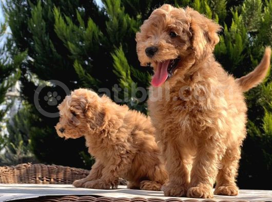 Toy Poodle Yavru