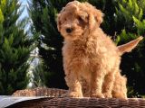 Toy Poodle Yavru