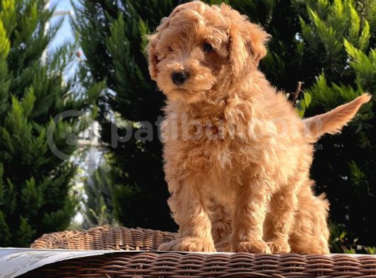 Toy Poodle Yavru görsel
