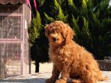 Toy Poodle Yavru