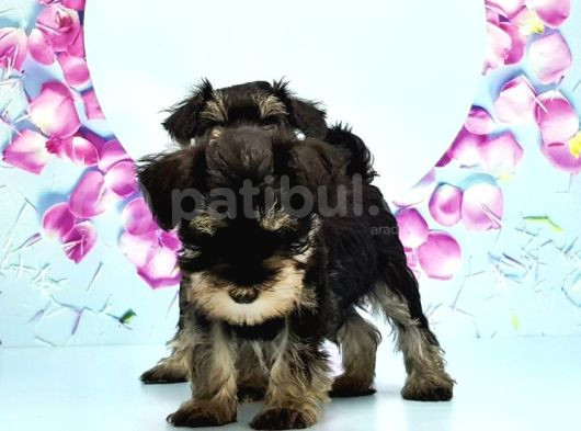 Schnauzer Yavru görsel