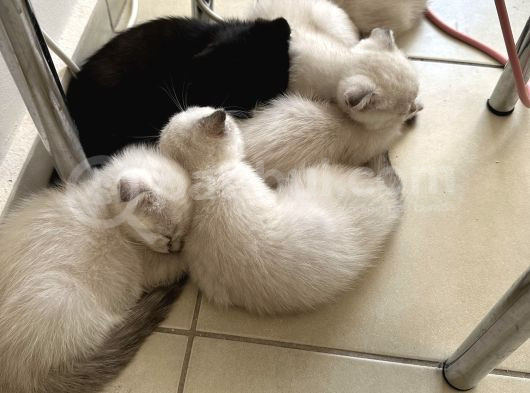 Dünya Tatlısı Sağlıklı Blue Point Yavrular görsel