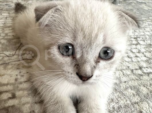 Dünya Tatlısı Sağlıklı Blue Point Yavrular görsel