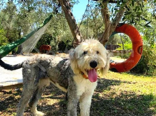Bobtail - Ingiliz Çoban görsel