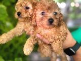 Maltipoo Yavruları Mama Ve Malzeme Paketi Kampanyalı