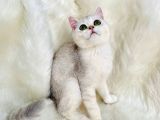 British shorthair sevimli yavrular