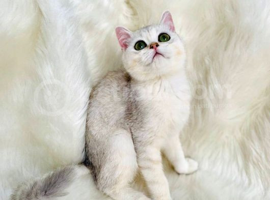 British Shorthair Sevimli Yavrular
