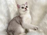 British Shorthair Sevimli Yavrular