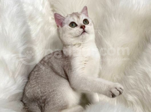 British Shorthair Sevimli Yavrular görsel