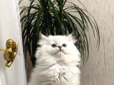 Safkan Güzel Bebeği̇m Bri̇ti̇sh Longhai̇r Yavrumuz
