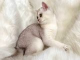 British Shorthair Sevimli Yavrular