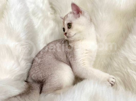 British Shorthair Sevimli Yavrular görsel