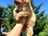 Maltipoo Yavruları Mama Ve Malzeme Paketi Kampanyalı