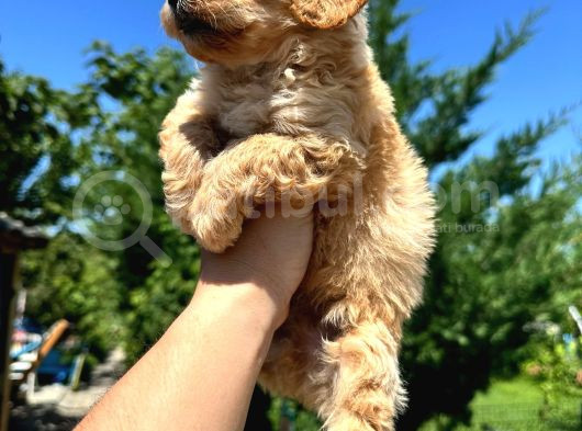 Maltipoo Yavruları Mama Ve Malzeme Paketi Kampanyalı görsel