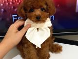Çok Güzel Toy Poodle Yavrulari