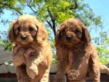 Maltipoo Yavruları Mama Ve Malzeme Paketi Kampanyalı