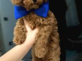 Çok Güzel Toy Poodle Yavrulari