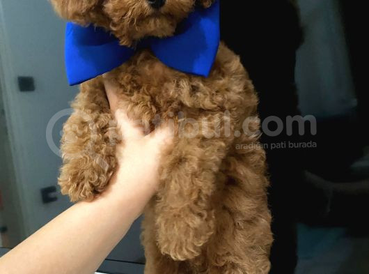 Çok Güzel Toy Poodle Yavrulari görsel