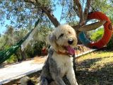 Bobtail - ingiliz çoban