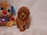 Kıpkırmızı Red Tooy Poodle Sevimli Yavrular 