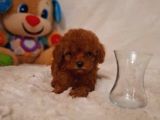 Kıpkırmızı Red tooy poodle sevimli yavrular 