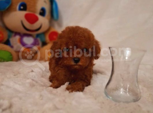 Kıpkırmızı Red Tooy Poodle Sevimli Yavrular 