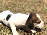 Elizabeth Beagle Bebekler