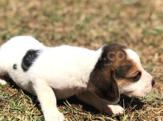 Elizabeth Beagle Bebekler görsel