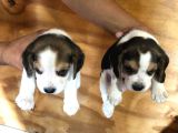 Elizabeth beagle bebekler