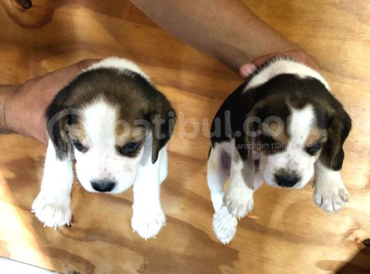 Elizabeth Beagle Bebekler