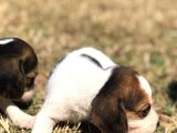 Elizabeth Beagle Bebekler