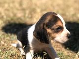 Elizabeth Beagle Bebekler