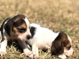 Elizabeth Beagle Bebekler