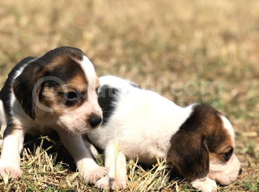 Elizabeth Beagle Bebekler görsel
