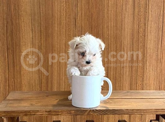 Teacup Maltese Terrier Bebekler