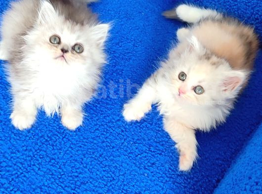 Torti̇e Longhai̇r Yavrular Tesli̇me Hazirdir görsel