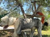Bobtail - Ingiliz Çoban
