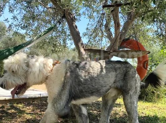 Bobtail - Ingiliz Çoban görsel