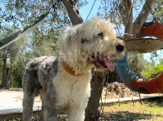Bobtail - Ingiliz Çoban görsel