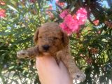 2 Aylık Toy Poodle Yavrularımız
