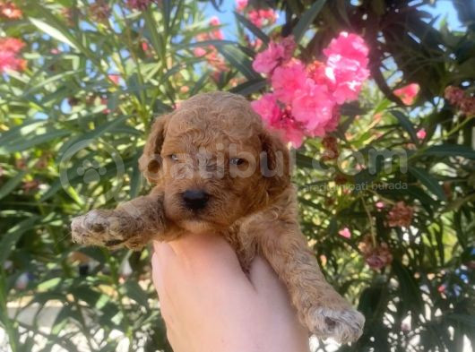 2 Aylık Toy Poodle Yavrularımız görsel