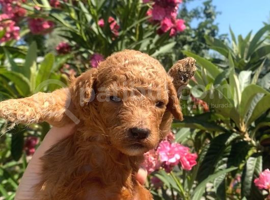 2 Aylık Toy Poodle Yavrularımız