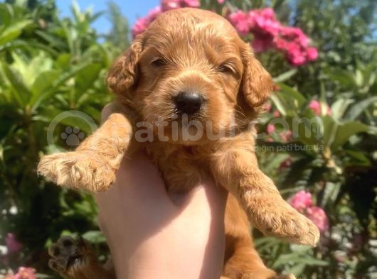 2 Aylık Toy Poodle Yavrularımız görsel